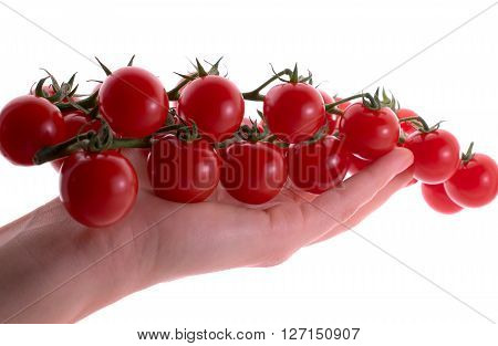 cherry tomatoes on hand isolated on white background
