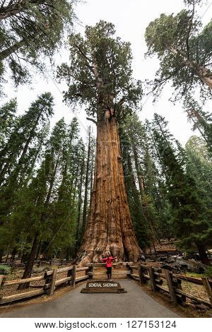 Girl In Sequoia National Park