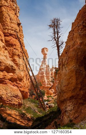 Bryce Canyon National Park, Utah, Usa