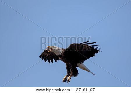 An American Bald Eagle landing on a treee on a beautiful day.
