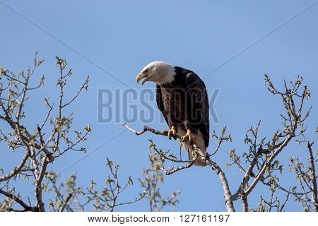 An American Bald Eagle on a treee on a beautiful day.