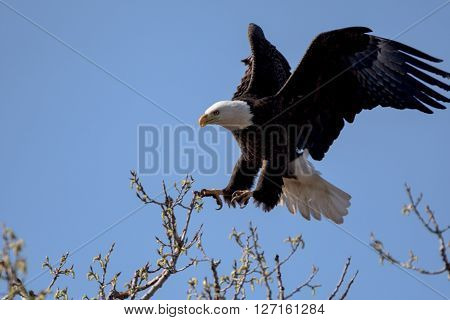 An American Bald Eagle landing on a treee on a beautiful day.