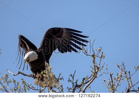An American Bald Eagle on a treee on a beautiful day.
** Note: Soft Focus at 100%, best at smaller sizes