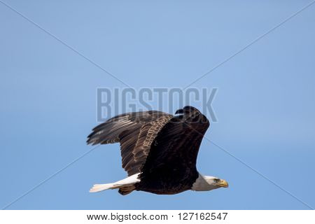 An American Bald Eagle flying around on a beautiful day.