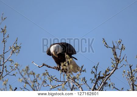 An American Bald Eagle on a treee on a beautiful day.