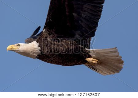 An American Bald Eagle flying around on a beautiful day.