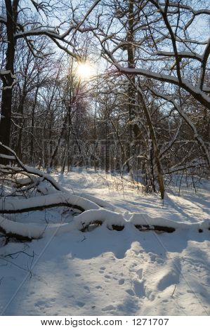 Soleil d'hiver