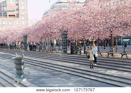 STOCKHOLM SWEDEN - APRIL 24 2016: Wide angle photo of the public park Kungstradgarden with beautiful blooming cherry tree avenue and some people