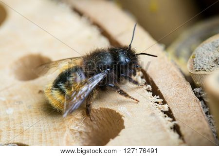 Osmia Cornuta a specie of solitary bees on a wooden nesting site.