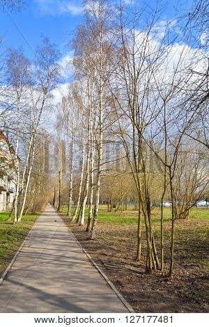 Birch alley at early spring in St.Petersburg Russia.