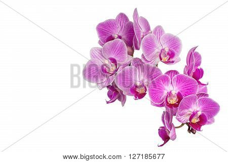 Extreme Depth of Field Photo of Purple Orchids Isolated on White Background