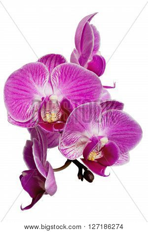 Extreme Depth of Field Photo of Purple Orchids Isolated on White Background