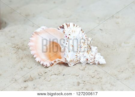 photo seashell on a sandy beach, nature