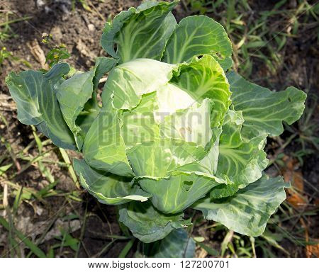 Seedlings Of Cabbage Planted In The Garden In Autumn