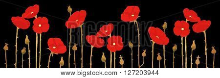 Panorama of blossoming red poppies on black background vector floral pattern