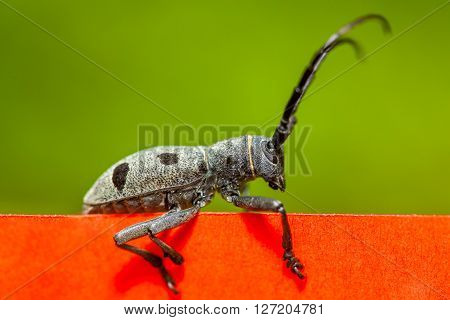 beetle Rosalia Alpina with big anthemes on green and red background