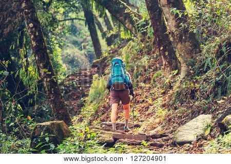 Hiker in Himalayan jungles, Nepal, Kanchenjunga region