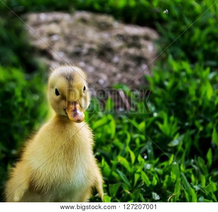Little Yellow Duckling On The Green Grass