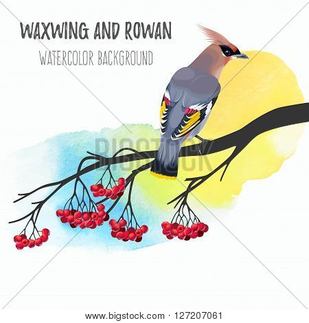 Vector illustration of waxwing on rowan branch on watercolor background