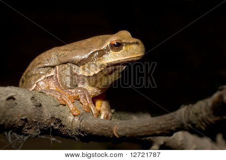 Green Tree Frog på en gren (Hyla arborea)