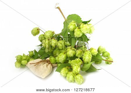 ripe buds and leaves of wild hop plant