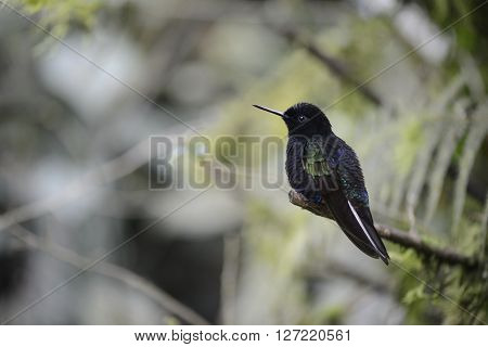 Green and blue hummingbird is sitting on the branch of the tree in the rain forest of Ecuador