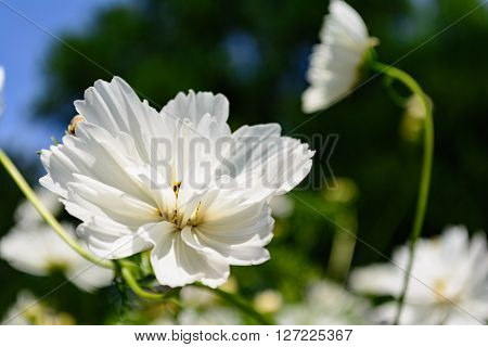 Unique white daisy selective focus foreground with long stem flower in background