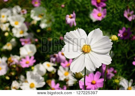 Standout White Flower Selective Focus Foreground unique