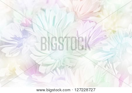 Closed-up Of Spray Type Of Chrysanthemum (dendranthemum Grandifflora) In Pastel Tone.