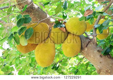 branch of jackfruit in the garden in thailand