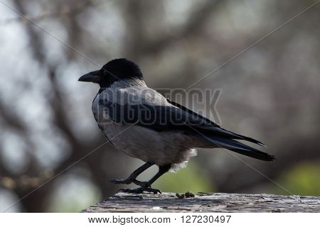Hooded crow (Corvus cornix). Wild life animal. 