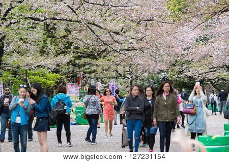 Tokyo Japan - April 8 2016: Ueno Park this area is popular viewpoint of sakura at Tokyo in spring season with cherry blossom.