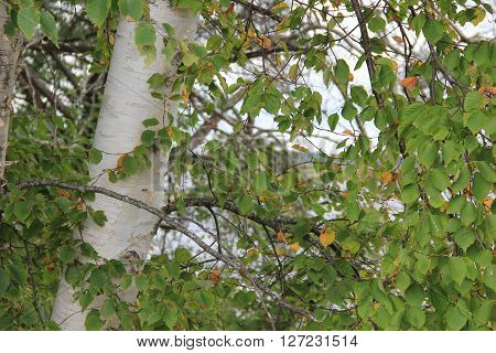 A tree grows in Michigan's Upper Peninsula.