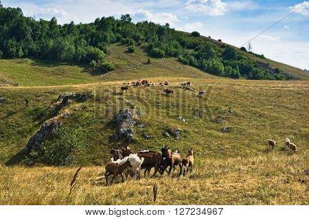 Brown and white goats on a meadow at summer sunny day, Pester plateau, southwest Serbia
** Note: Soft Focus at 100%, best at smaller sizes