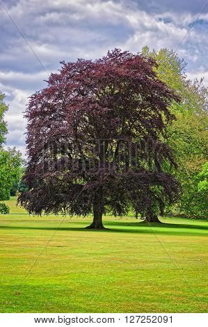 Big old tree with red leaves in Park of Audley End House in Essex in England. It is a medieval county house. Now it is under protection of the English Heritage.