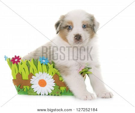 puppy australian shepherd in front of white background