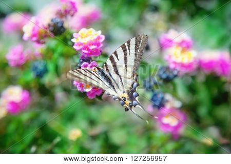 Scarce swallowtail (Iphiclides podalirius)