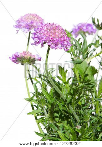 Pincushion Flowers On White