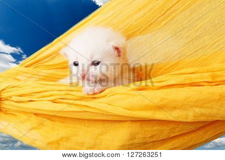 White kitten in a yellow hammock. Cute white kitten in a hammock having rest, at blue sky. Adorable pet. Small heartwarming kitten. Little cat. Animal isolated. High key