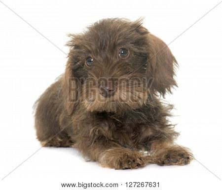 puppy Wire haired dachshund in front of white background