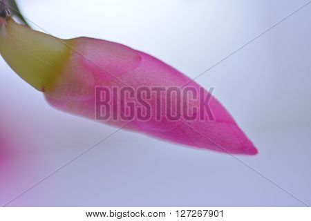 Spring background illustration for the web site banner. Schlumbergera plant blooms. Beautiful background for banner.
** Note: Shallow depth of field