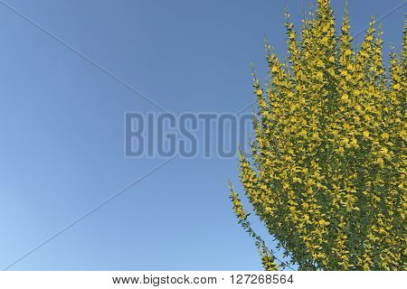 Plant Cytismus Scoparius Besenginster. Nice 3D Rendering