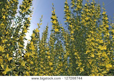 Plant Cytismus Scoparius Besenginster. Nice 3D Rendering