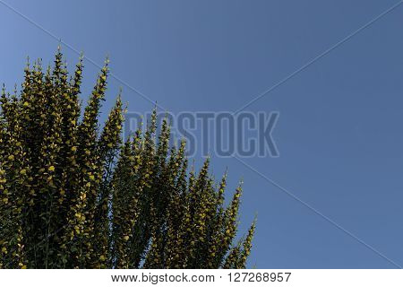 Plant Cytismus Scoparius Besenginster. Nice 3D Rendering