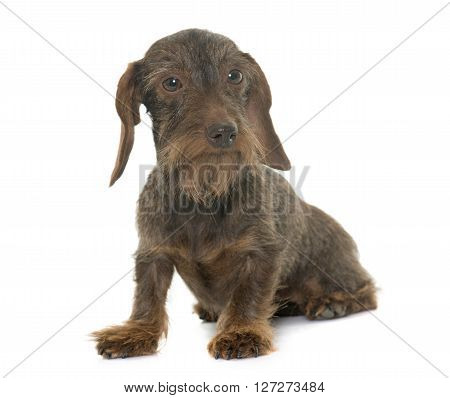female Wire haired dachshund in front of white background