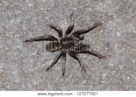 Close up of Thai zebra taruntula (Haplopelma albostriatum) in defensive position