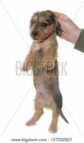 holding puppy Wire haired dachshund in front of white background
