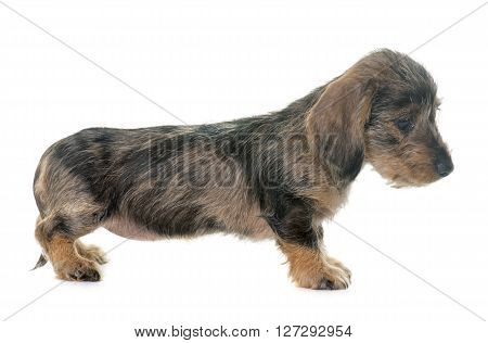 puppy Wire haired dachshund in front of white background
