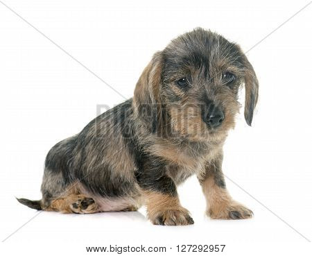 puppy Wire haired dachshund in front of white background
** Note: Soft Focus at 100%, best at smaller sizes