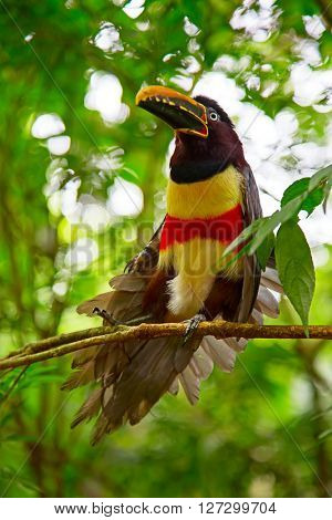Colorful tucan in the wild